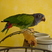 Blue-headed Parrot